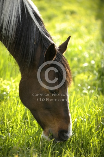 Home Horse keeping Grazing