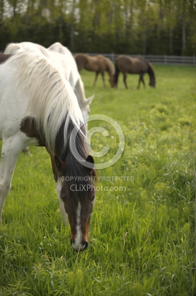 Home Horse keeping Grazing