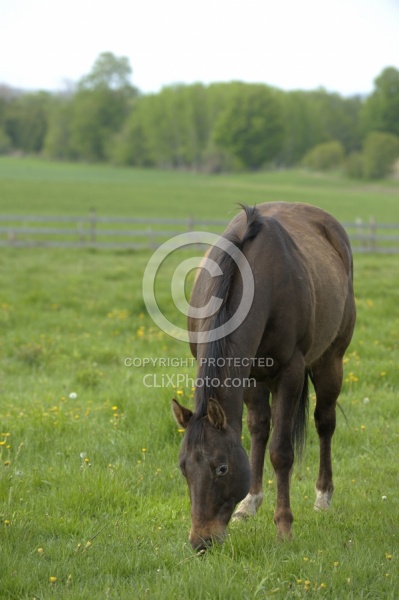 Home Horse keeping Grazing