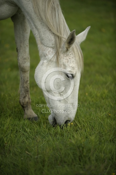 Home Horse keeping Grazing