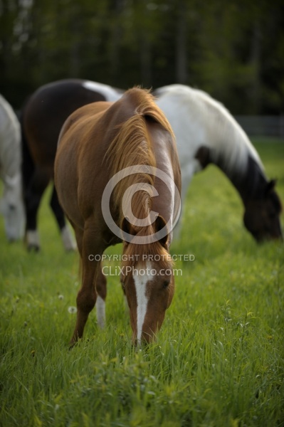 Home Horse keeping Grazing