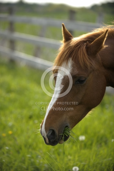 Home Horse keeping Grazing