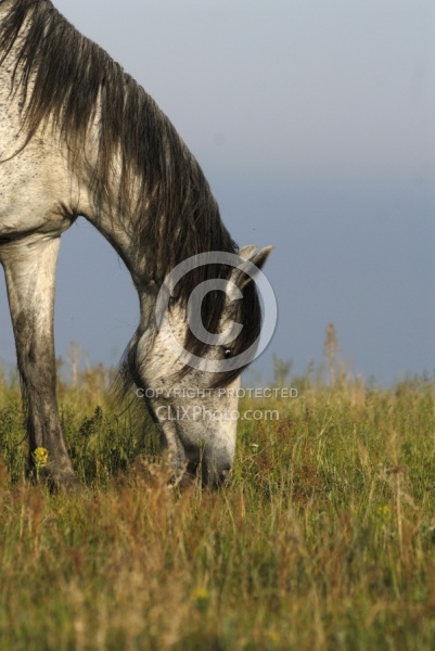 Nokota Horses Grazing