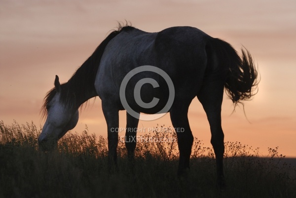 Nokota Horse Grazing