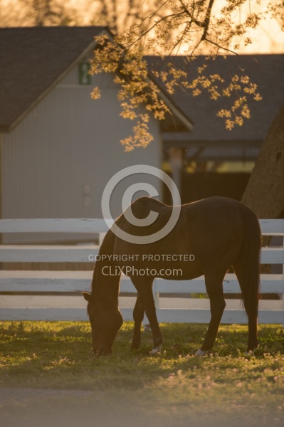 The Kentucky Horse Park at Sunset