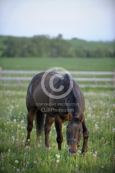 Home Pasture Grazing