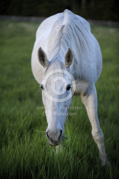 Home Pasture Grazing