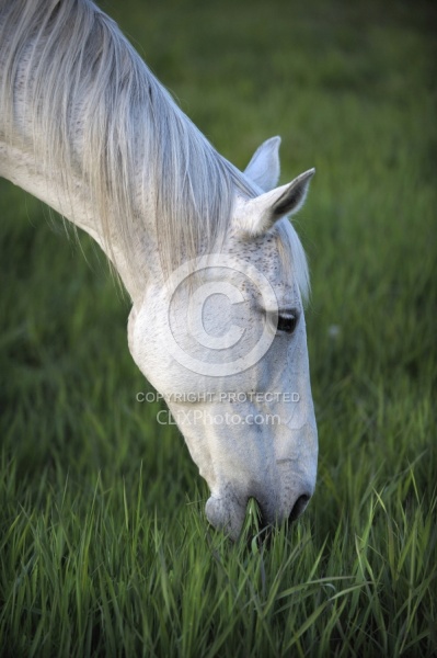 Home Pasture Grazing