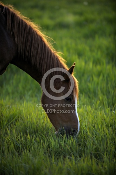 Home Pasture Grazing