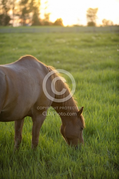 Home Pasture Grazing