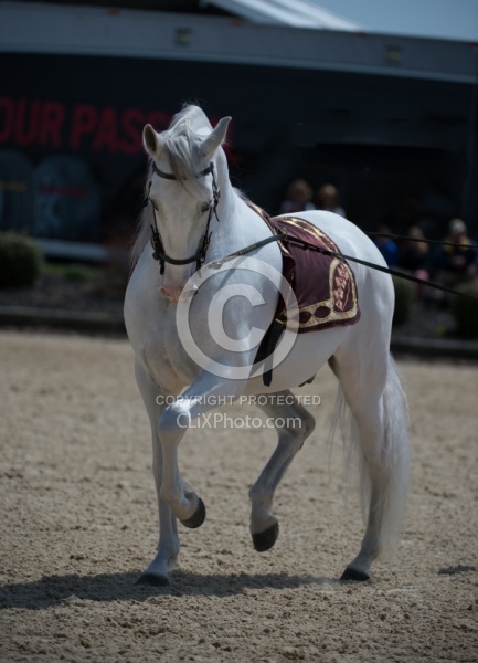 Andalusians