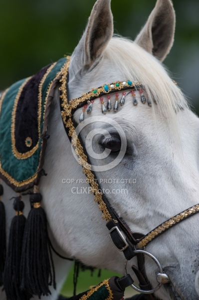 Rolex Dressage Arabian