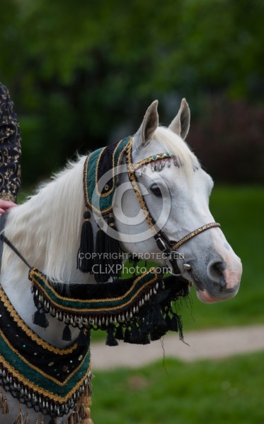 Rolex Dressage Arabian