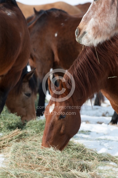 Hideout Ranch Winter Workshop Eating Hay in Winter
