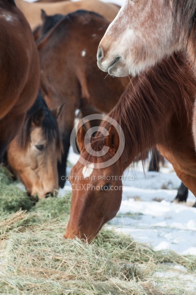 Hideout Ranch Winter Workshop Eating Hay in Winter