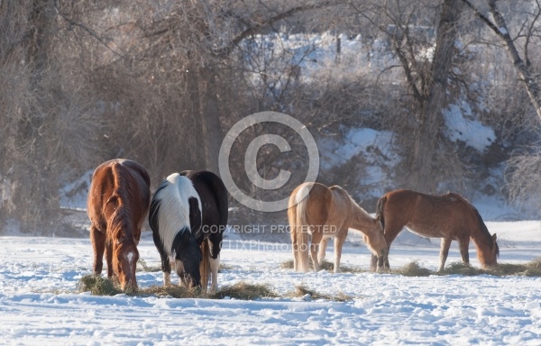 Hideout Ranch Winter Workshop Eating Hay in Winter