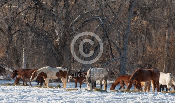 Hideout Ranch Winter Workshop Eating Hay in Winter