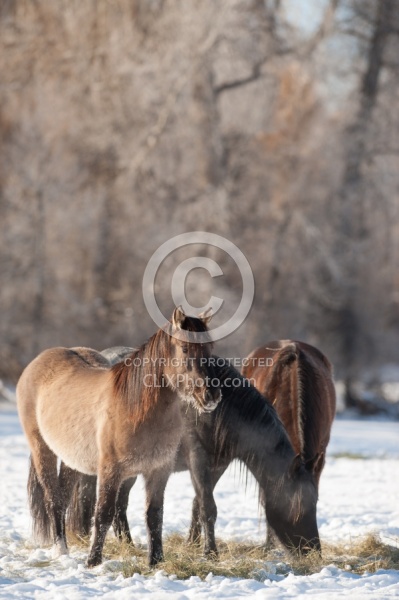 Horses Eating Hay in Winter