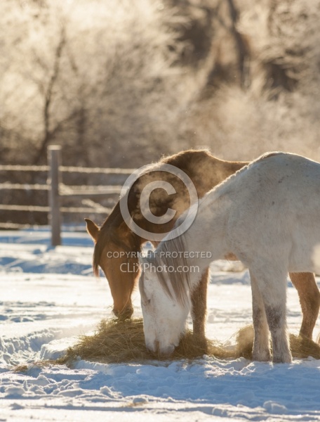 Horses Eating Hay in Winter