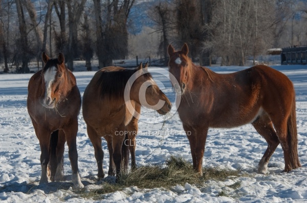 Horses Eating Hay in Winter