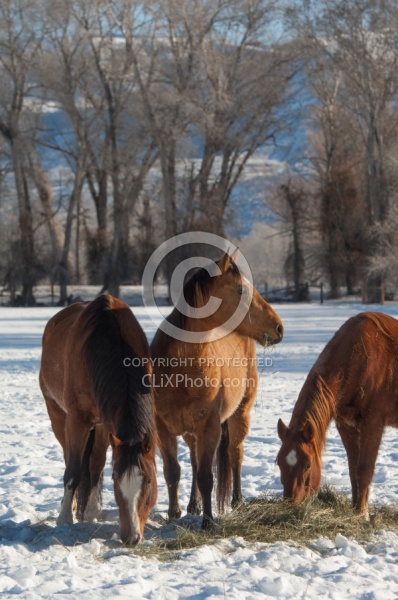 Horses Eating Hay in Winter