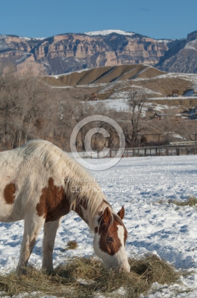 Horses Eating Hay in Winter
