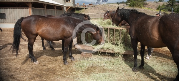 Eating Hay Eating Hay