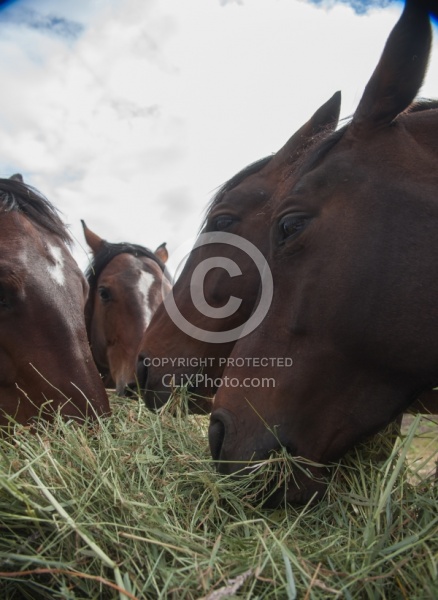 Eating Hay Eating Hay