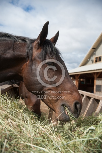 Eating Hay Eating Hay