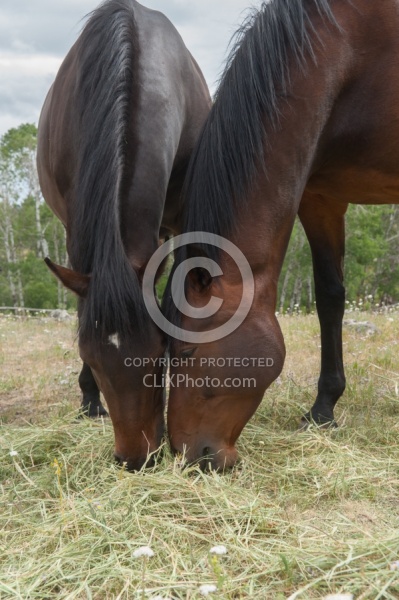 Eating Hay Eating Hay
