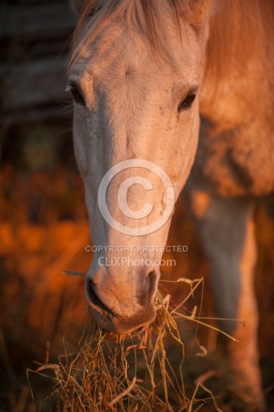 Eating Hay