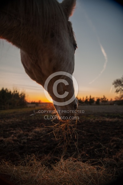 Eating Hay