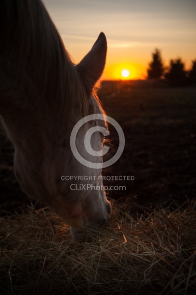 Eating Hay