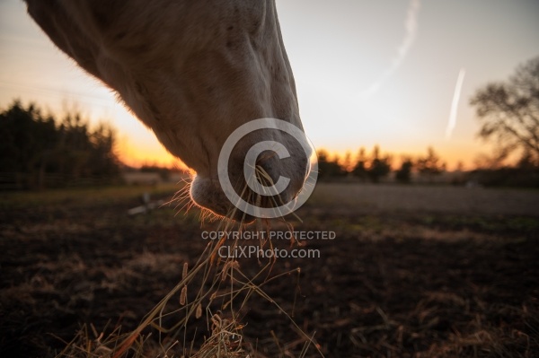 Eating Hay