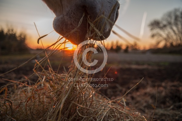 Eating Hay