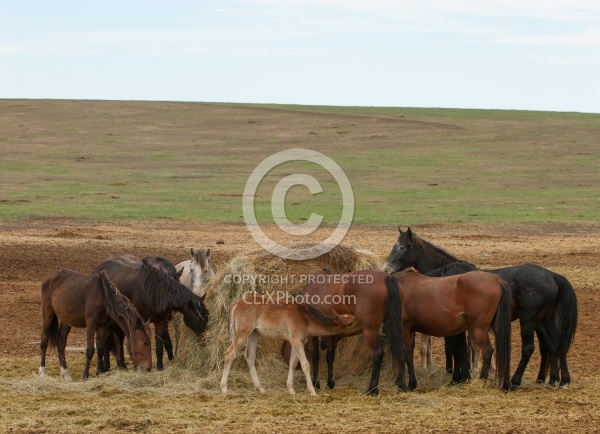 Eating from Round Bale