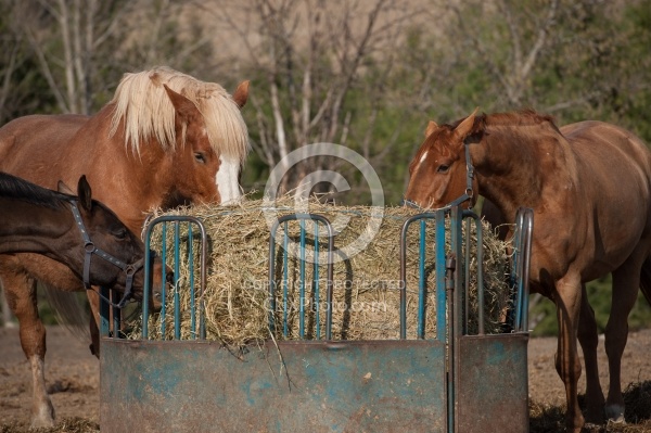 Eating from Round Bale