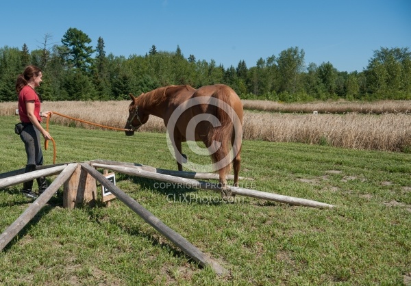 Horse Country Campground Introducing Horse to Obstacle Course