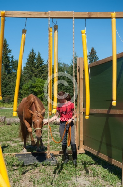 Horse Country Campground Introducing Horse to Obstacle Course