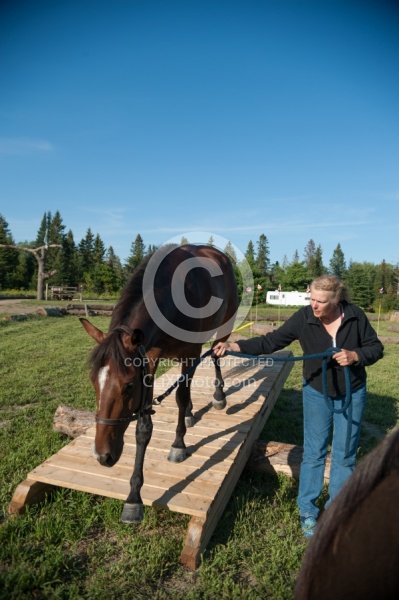 Horse Country Campground Introducing Horse to Obstacle Course