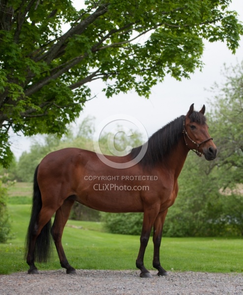 Peruvian Horse Conformation