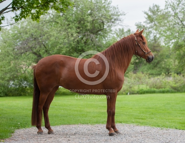 Peruvian Horse Conformation Beaconhurst Stables