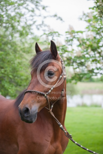 Peruvian Horse Portrait Beaconhurst Stables