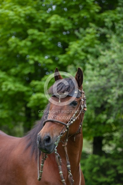Peruvian Horse Portrait Beaconhurst Stables