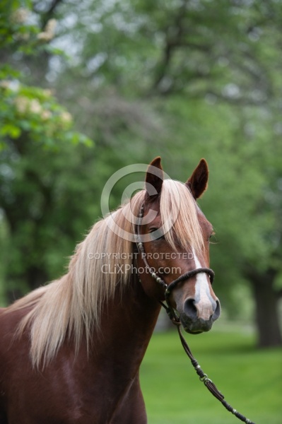 Peruvian Horse Portrait Beaconhurst Stables