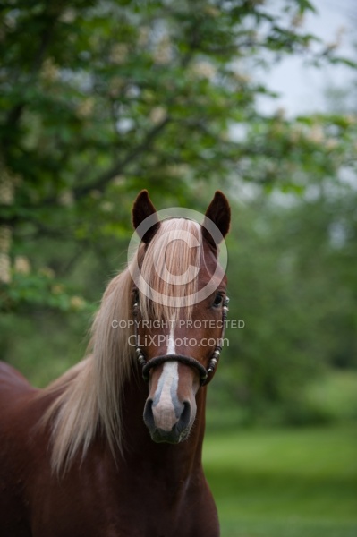 Peruvian Horse Portrait Beaconhurst Stables