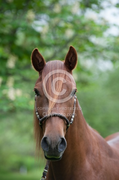 Peruvuan Horse Portrait Beaconhurst Stables