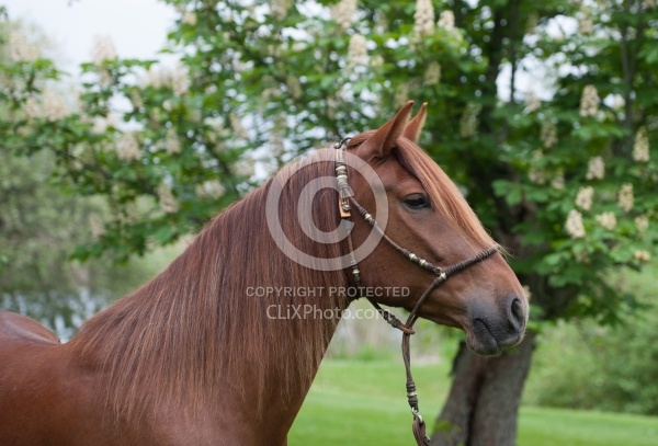 Peruvuan Horse Portrait Beaconhurst Stables