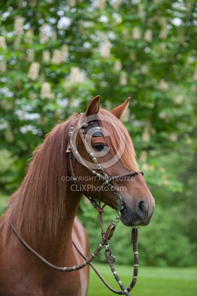 Peruvuan Horse Portrait Beaconhurst Stables
