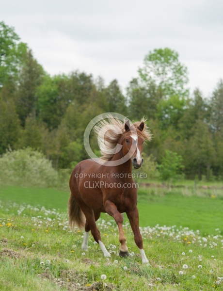 Peruvian Horse Free Running